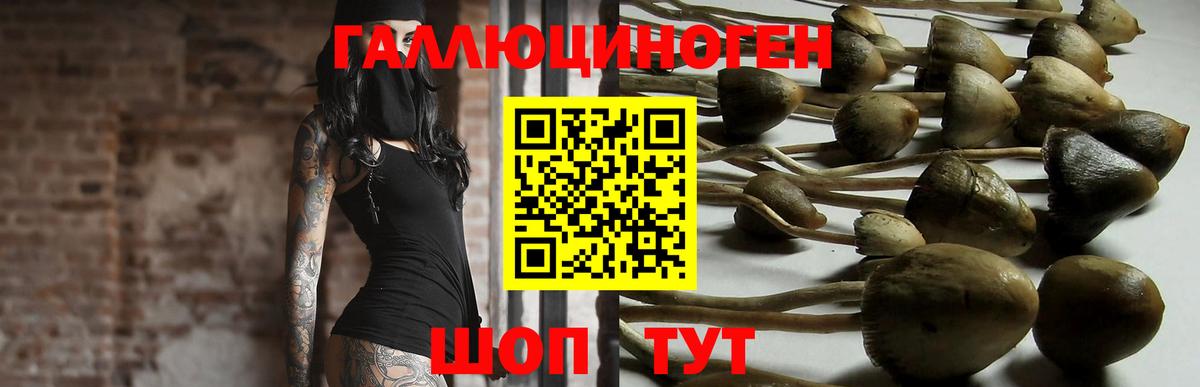 где можно купить наркотик  Галлюциногенные грибы GOLDEN TEACHER  Галлюциногенные грибы ЛСД  Вход с VPN  Богородицк 